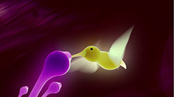 Colibri