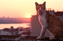 Kedi