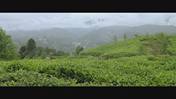 Kar Goren Cay | Snow Touched Tea